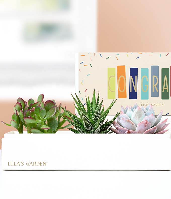 L-A19.jpg Lula's Garden ® Congratulations Verdant Succulent Gift