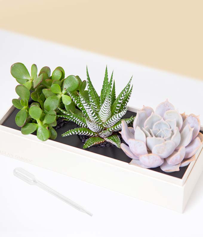 L-A19_A1.jpg Lula's Garden ® Congratulations Verdant Succulent Gift - Image 2