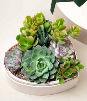 Lula's Garden ® Heart Shaped Succulent Garden