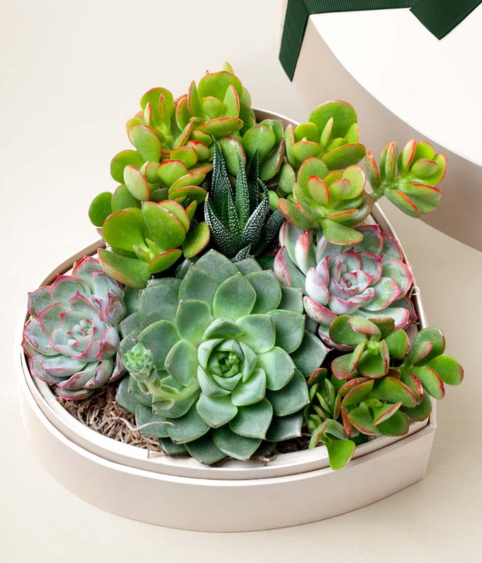 L-D01.jpg Lula's Garden ® Heart Shaped Succulent Garden