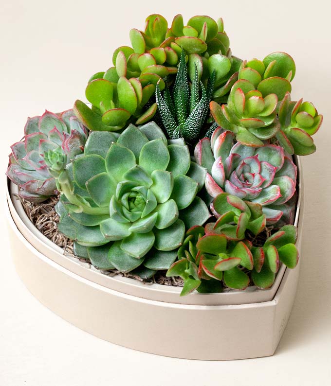 L-D01_A1.jpg Lula's Garden ® Heart Shaped Succulent Garden - Image 2