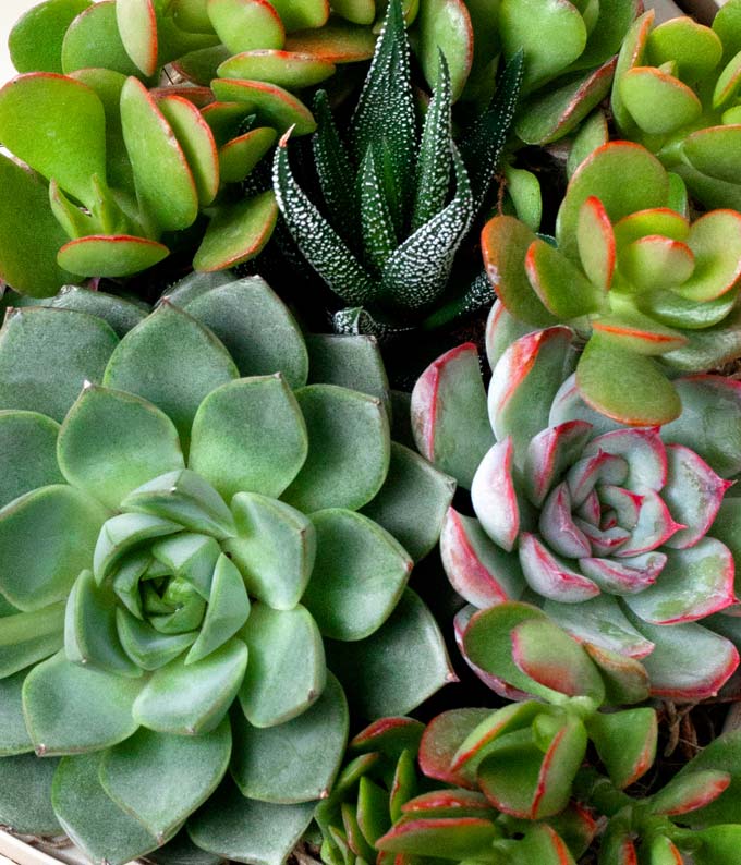 L-D01_A2.jpg Florist Designed Succulent Garden - Image 3