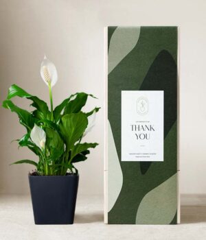 Lula's Garden ® Thank You Peace Lily