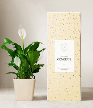 Lula's Garden ® Congrats Peace Lily
