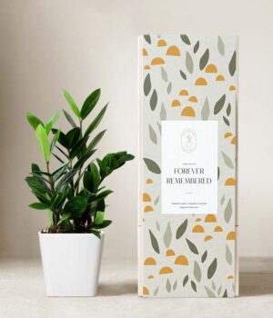 Lula's Garden ® Sympathy ZZ Plant