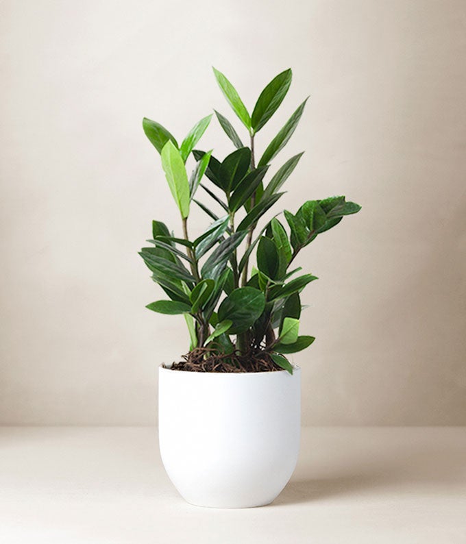 L-T15_A1.jpg Lula's Garden ® Thank You ZZ Plant - Image 2