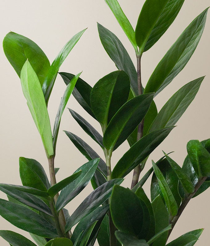 L-T15_A2.jpg Lula's Garden ® Thank You ZZ Plant - Image 3