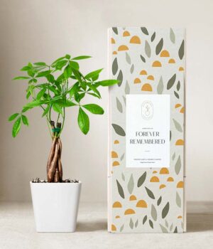 Lula's Garden ® Sympathy Money Tree Plant