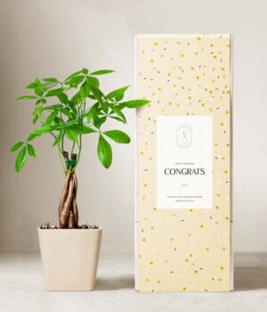 Lula's Garden ® Congrats Money Tree