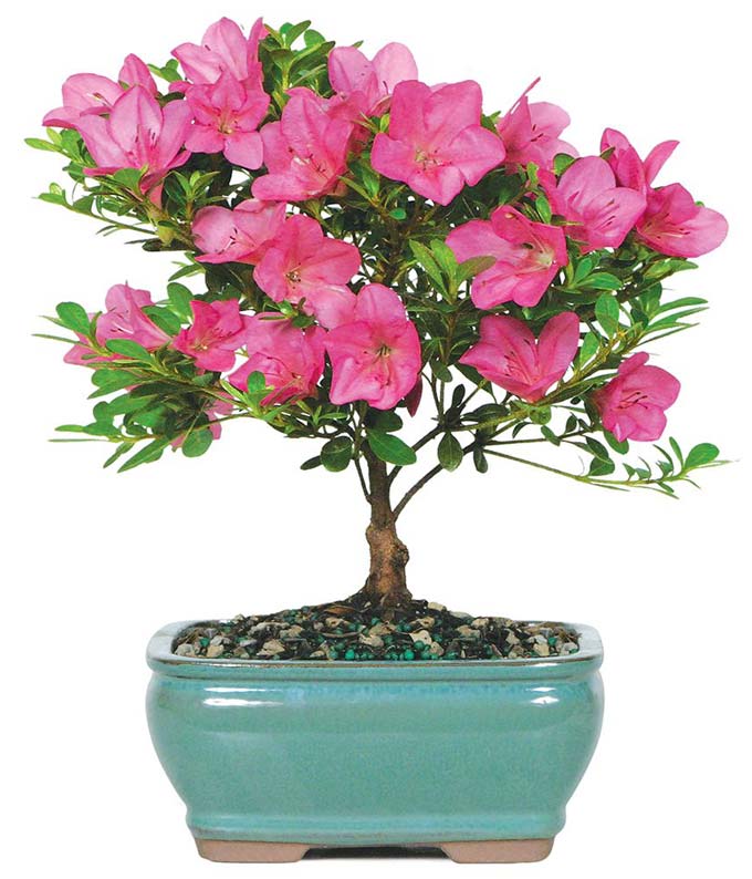 M-006.jpg Pink Azalea Bonsai