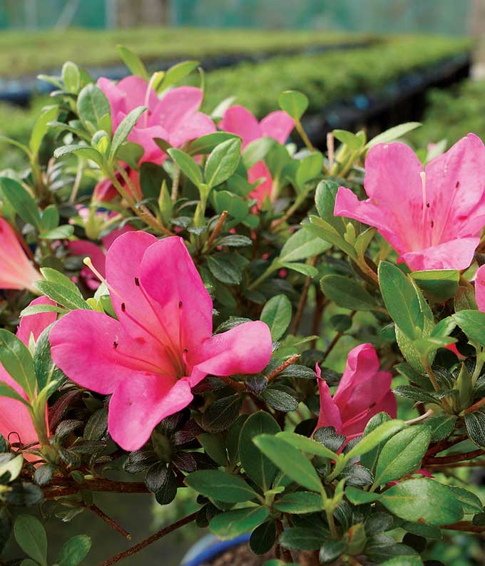 M-006_A2.jpg Pink Azalea Bonsai - Image 3