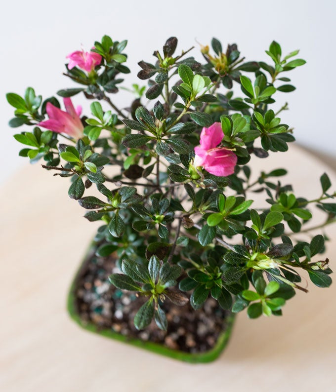 M-006_A3.jpg Pink Azalea Bonsai - Image 4