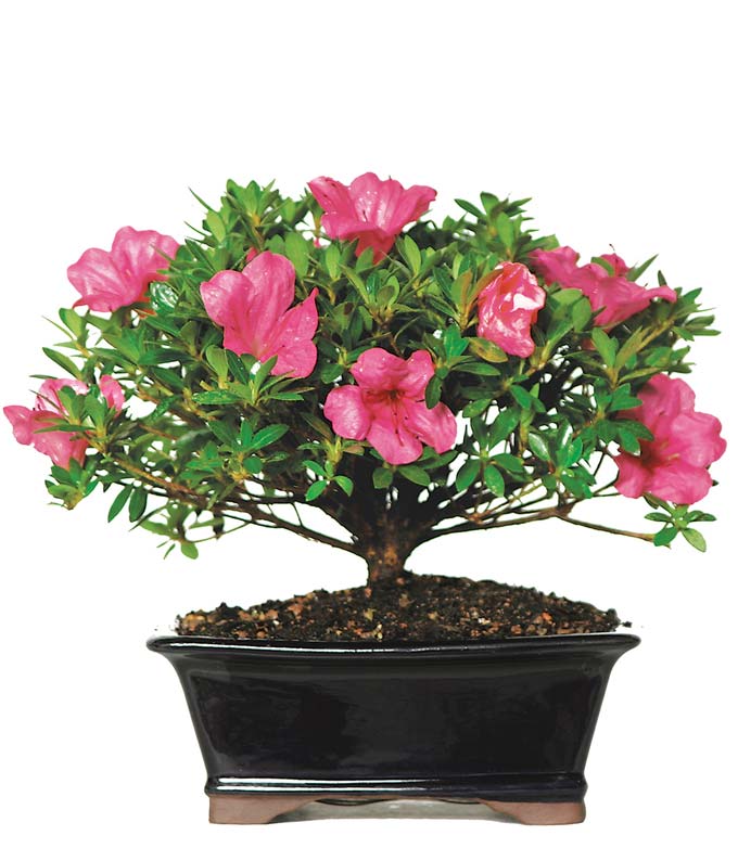 M-030.jpg Deluxe Azalea Bonsai