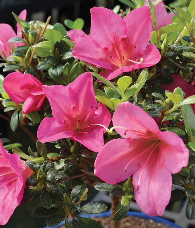 M-030_A1.jpg Deluxe Azalea Bonsai - Image 2