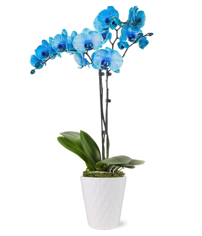P-149.jpg Blue Sapphire Orchid