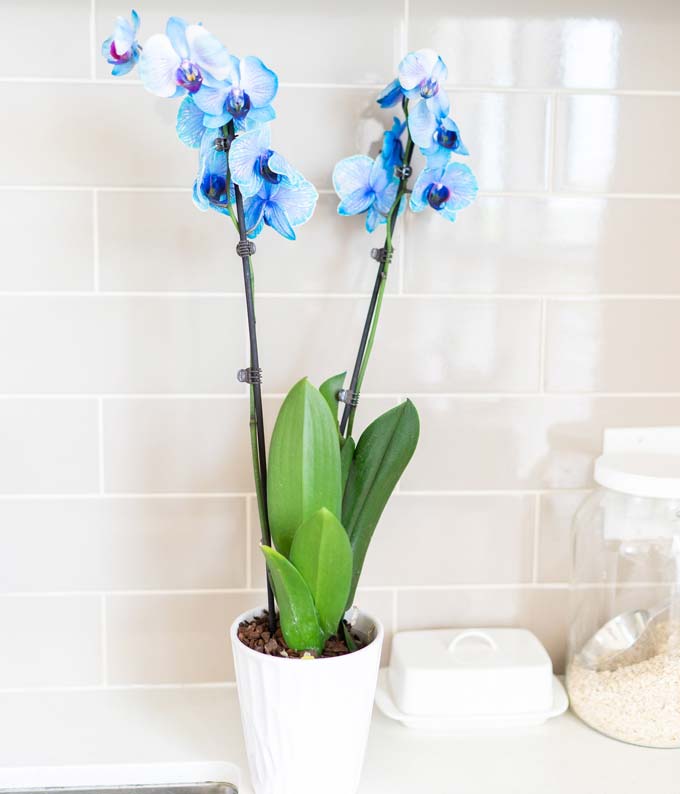 P-149_A1.jpg Blue Sapphire Orchid - Image 2