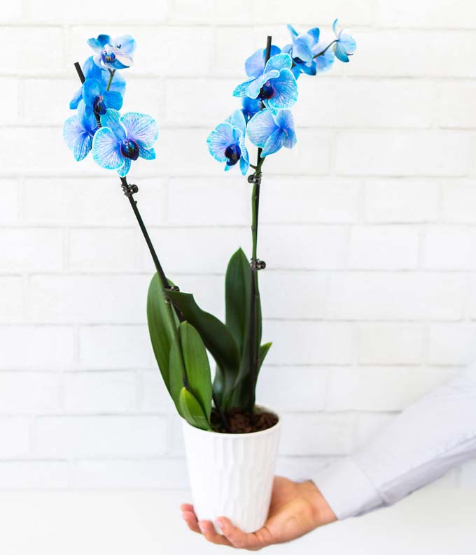 P-149_A2.jpg Blue Sapphire Orchid - Image 3