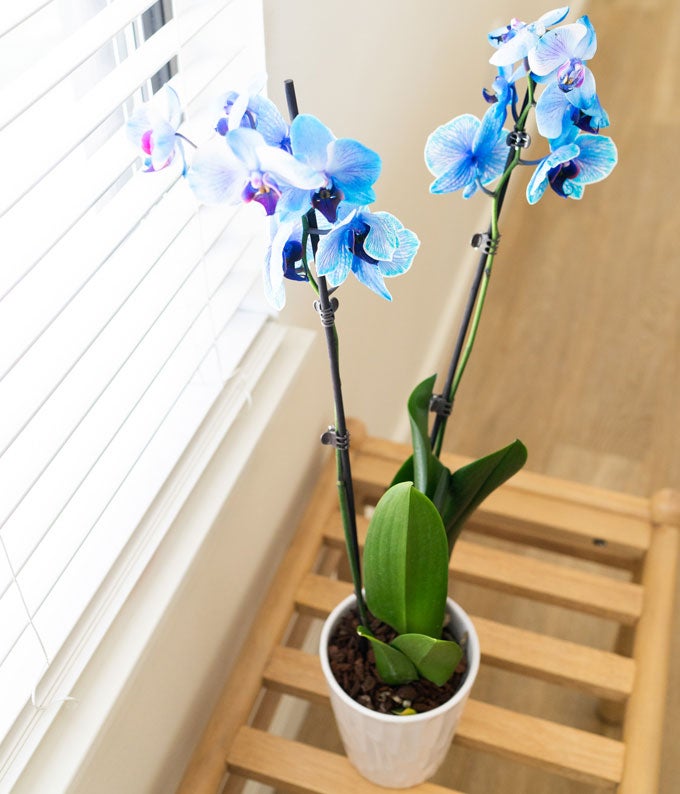P-149_A3.jpg Blue Sapphire Orchid - Image 4