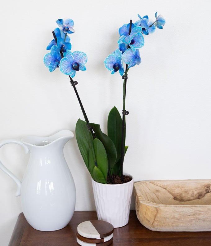 P-149_A4.jpg Blue Sapphire Orchid - Image 5