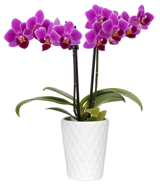 P-204.jpg Touch of Royalty Mini Orchid