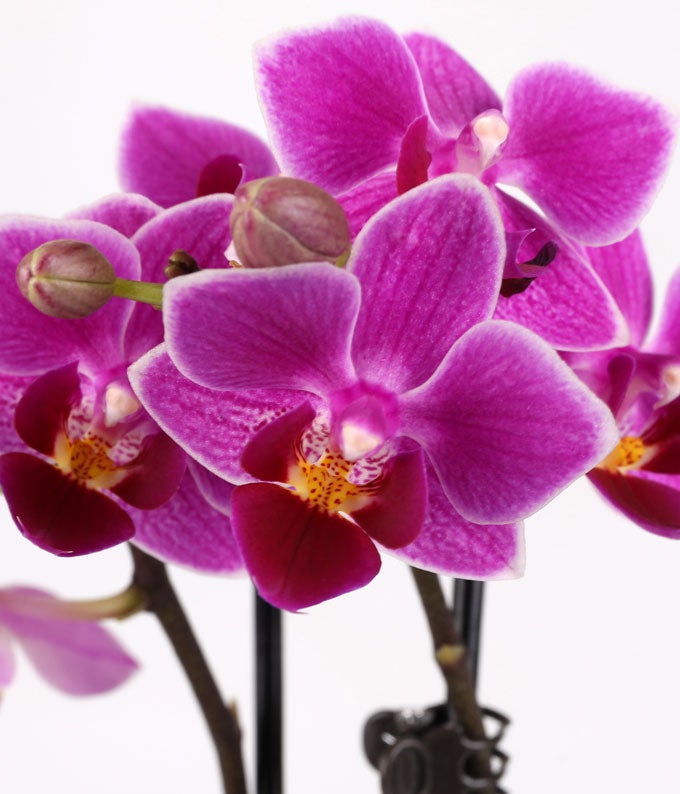 P-204_A1.jpg Touch of Royalty Mini Orchid - Image 2