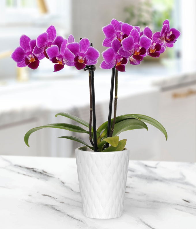 P-204_A2.jpg Touch of Royalty Mini Orchid - Image 3