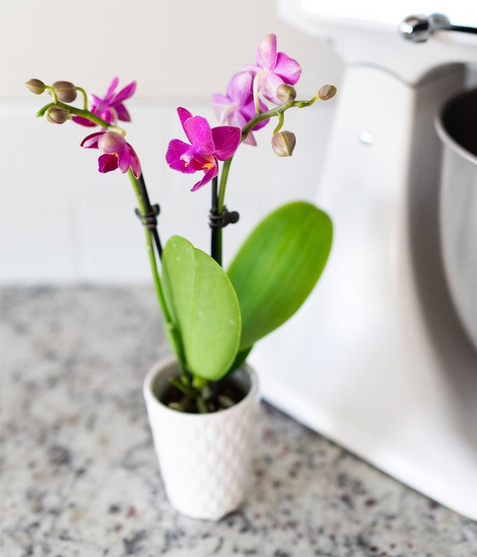 P-204_A3.jpg Touch of Royalty Mini Orchid - Image 4