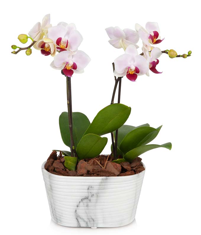 P-217.jpg Rustic Blush Mini Orchid