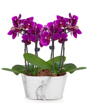Picturesque Purple Mini Orchid