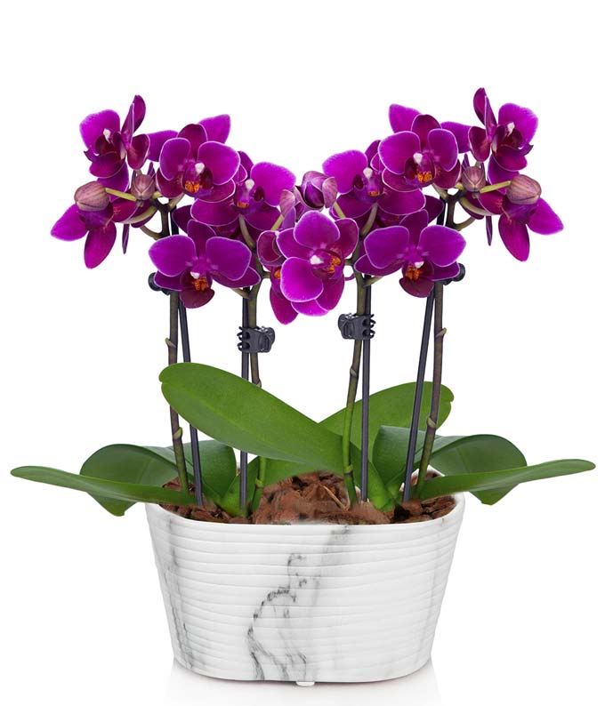 P-218.jpg Picturesque Purple Mini Orchid