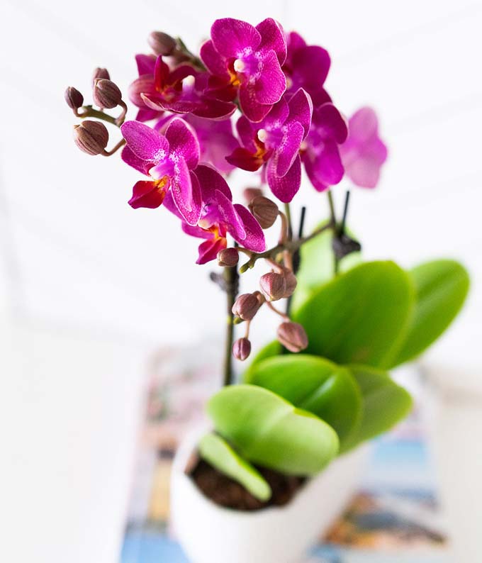 P-218_A1.jpg Picturesque Purple Mini Orchid - Image 2