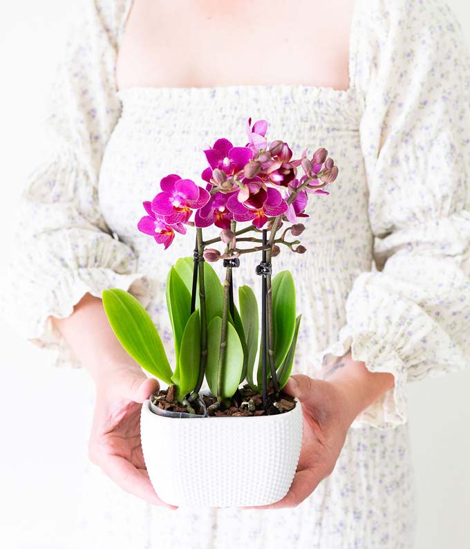 P-218_A2.jpg Picturesque Purple Mini Orchid - Image 3