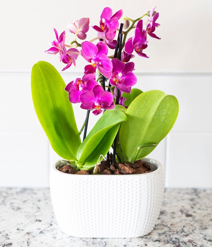 P-218_A3.jpg Picturesque Purple Mini Orchid - Image 4