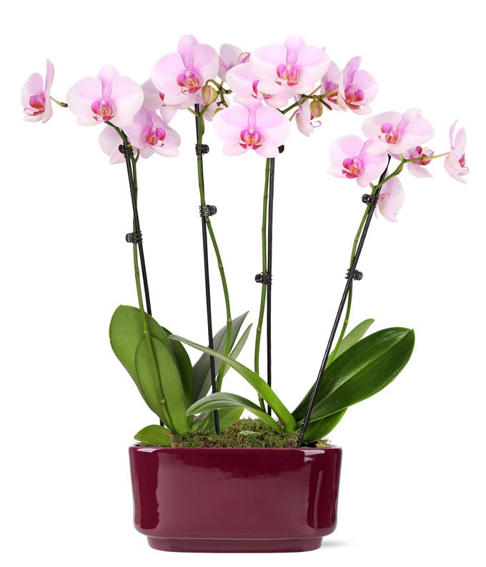 P-226.jpg Ballet Bliss Orchid