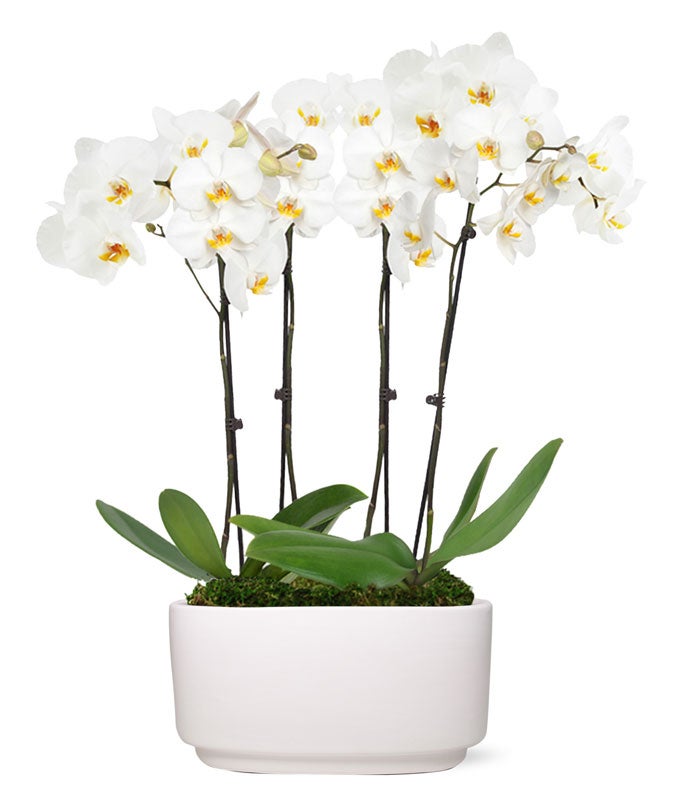 P-235.jpg Snowy White Orchid Plant