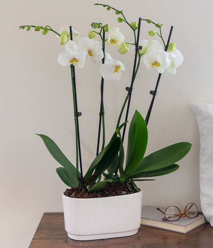 P-235_A1.jpg Snowy White Orchid Plant - Image 2