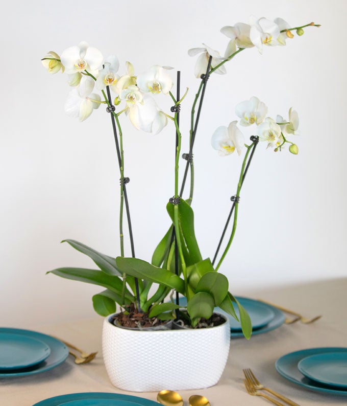 P-235_A2.jpg Snowy White Orchid Plant - Image 3