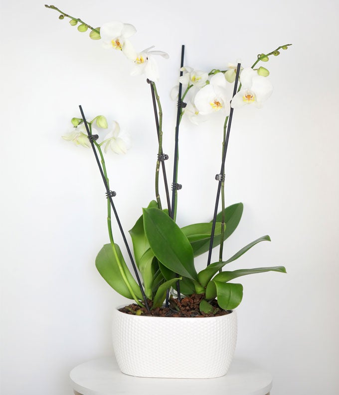P-235_A3.jpg Snowy White Orchid Plant - Image 4
