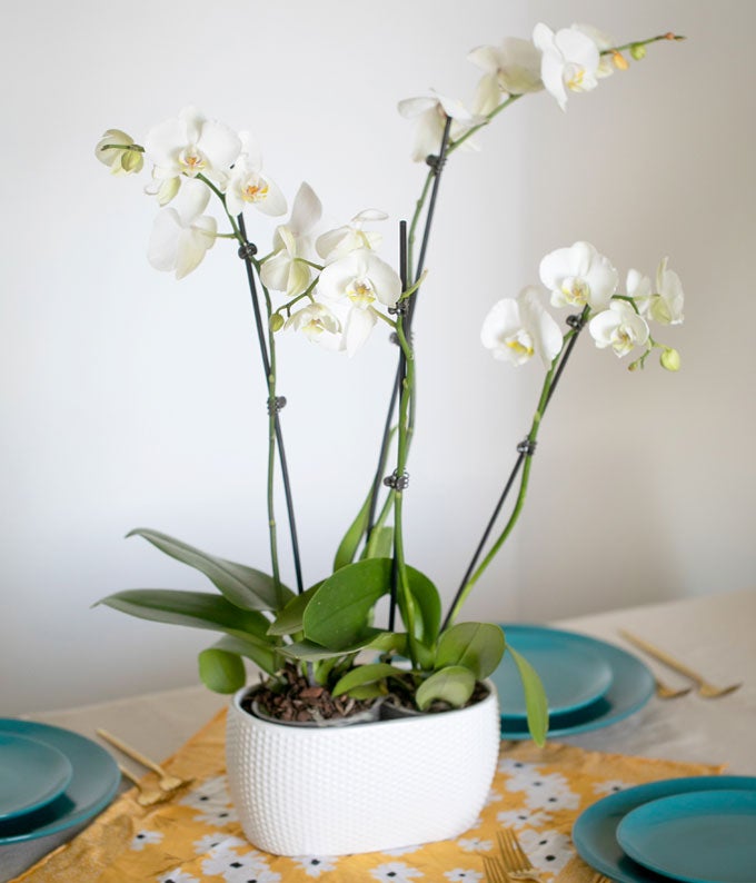 P-235_A4.jpg Snowy White Orchid Plant - Image 5