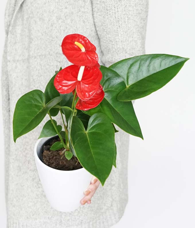 P-239_A1.jpg Anthurium Plant - Image 2