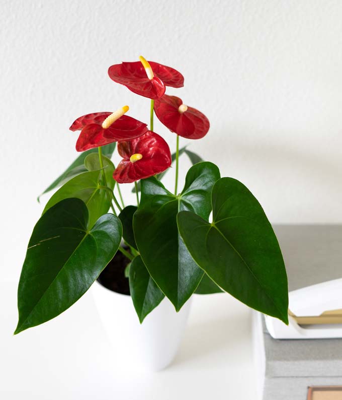 P-239_A2.jpg Anthurium Plant - Image 3
