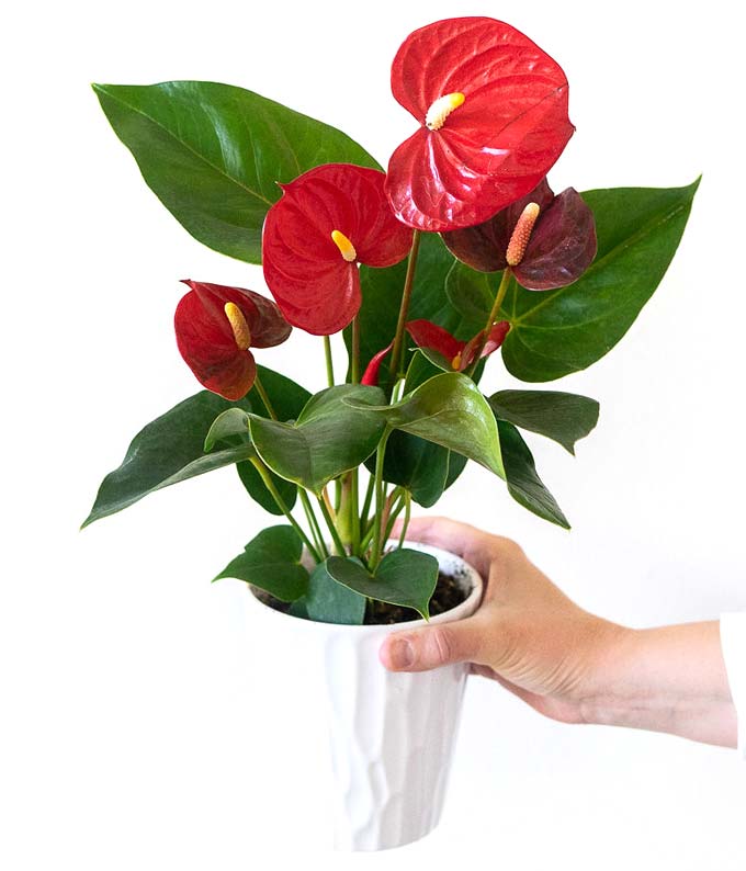 P-239_A3.jpg Anthurium Plant - Image 4