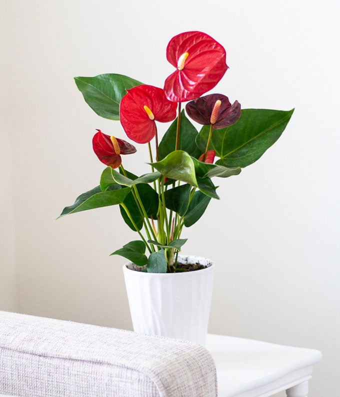 P-239_A4.jpg Anthurium Plant - Image 5