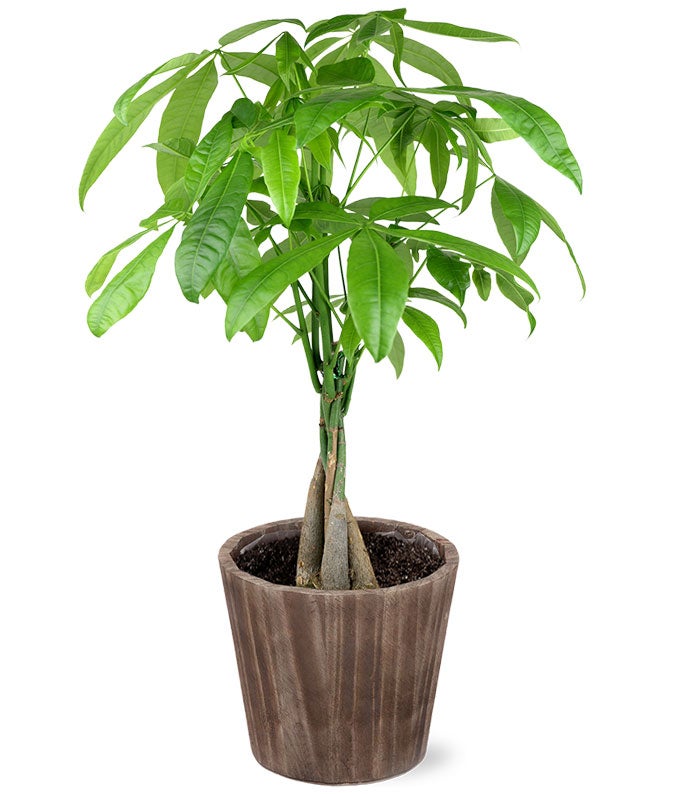 P-347.jpg Majestic Money Tree