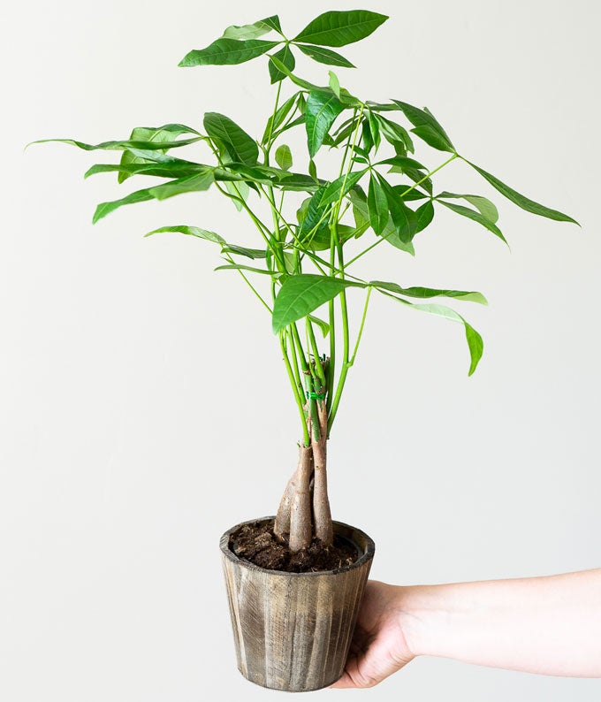 P-347_A1.jpg Majestic Money Tree - Image 2
