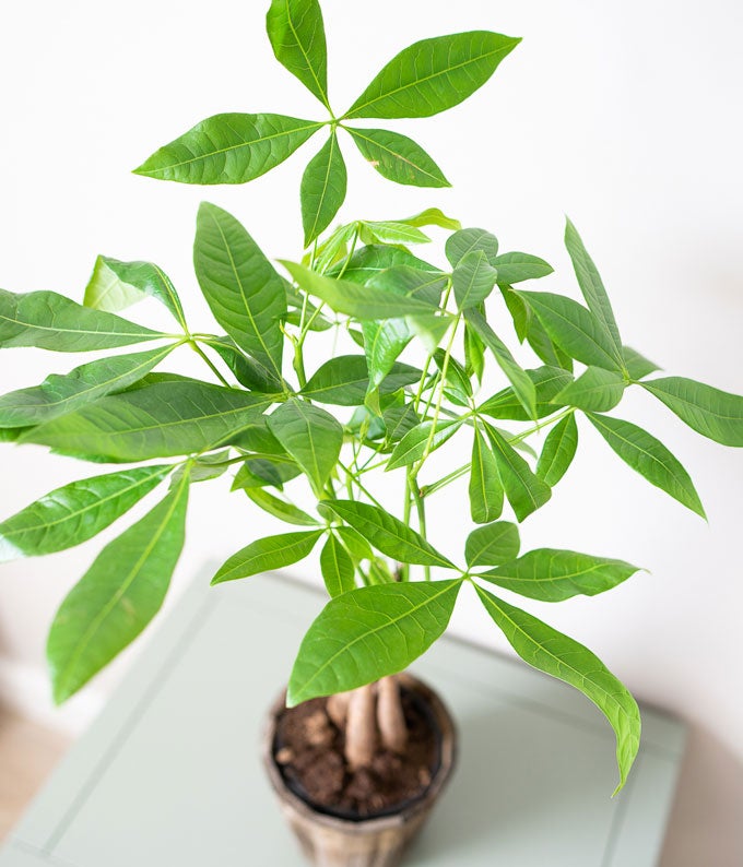 P-347_A2.jpg Majestic Money Tree - Image 3