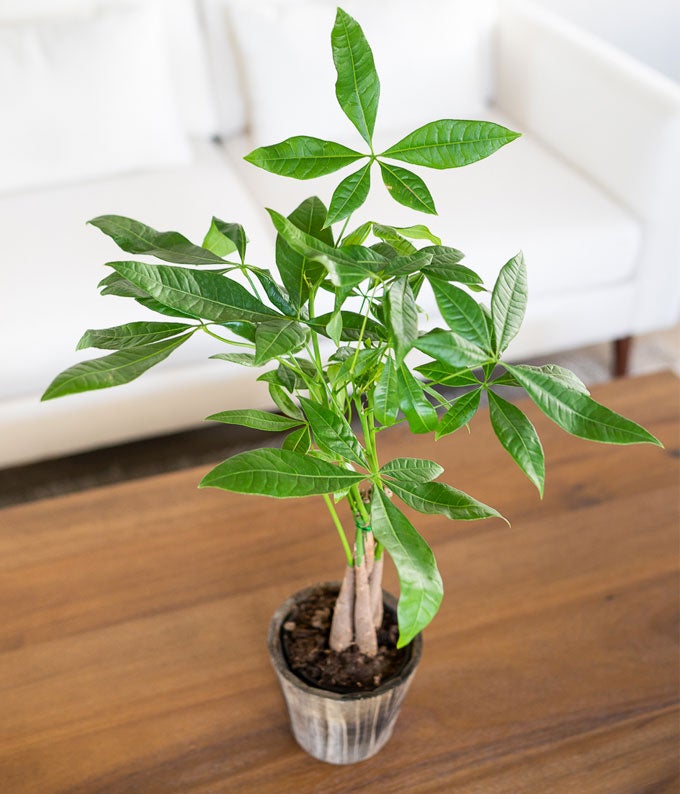 P-347_A3.jpg Majestic Money Tree - Image 4