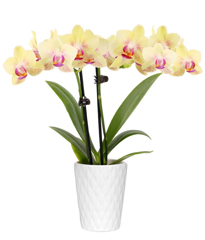 P-370.jpg Strawberry Lemonade Mini Orchid Plant