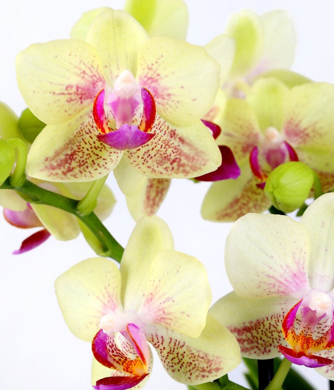 P-370_A1.jpg Strawberry Lemonade Mini Orchid Plant - Image 2
