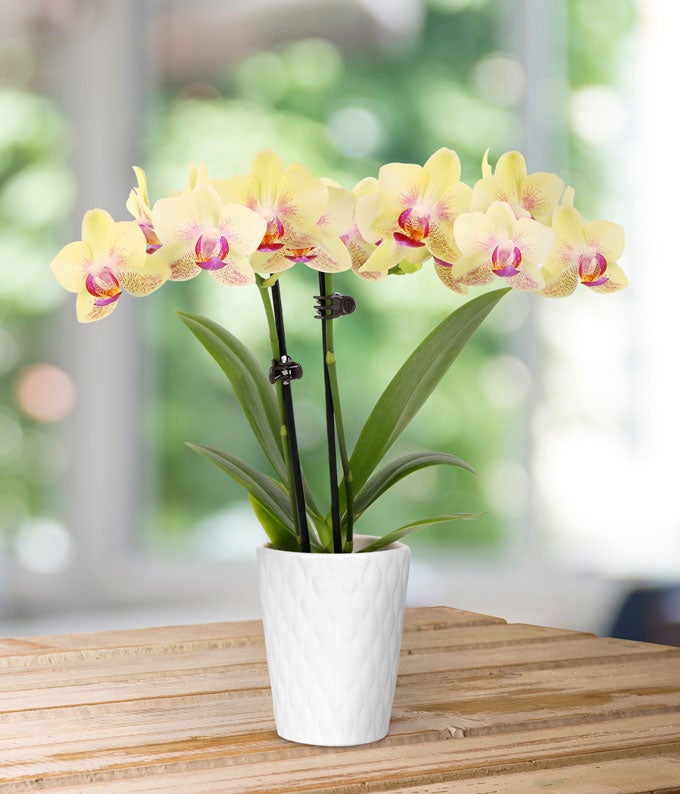 P-370_A2.jpg Strawberry Lemonade Mini Orchid Plant - Image 3